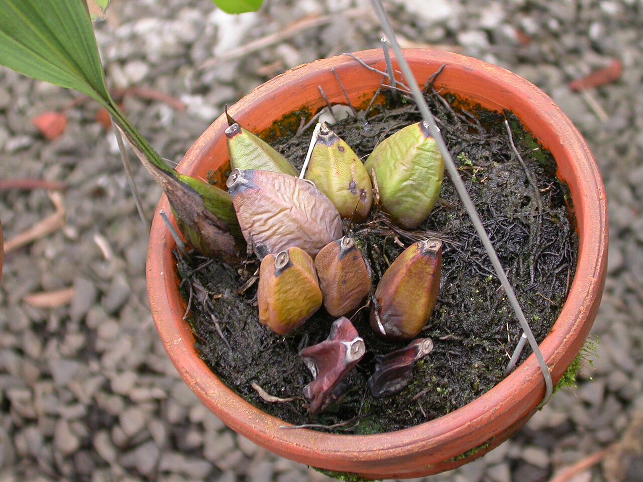 Bifrenaria vitellina