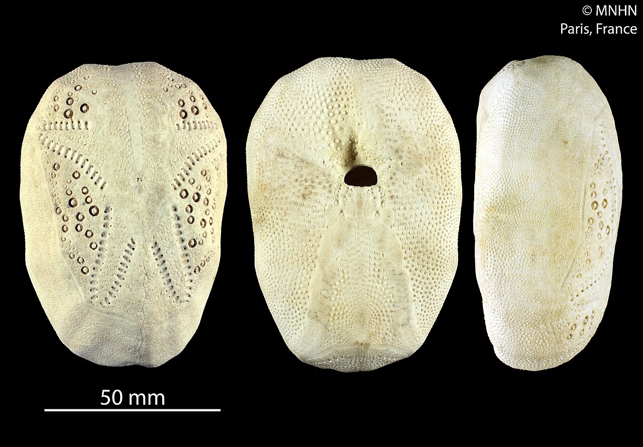 Breynia australasiae