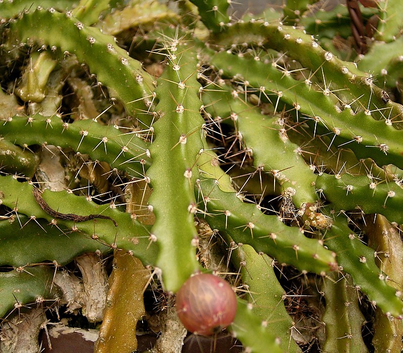 Pfeiffera ianthothele