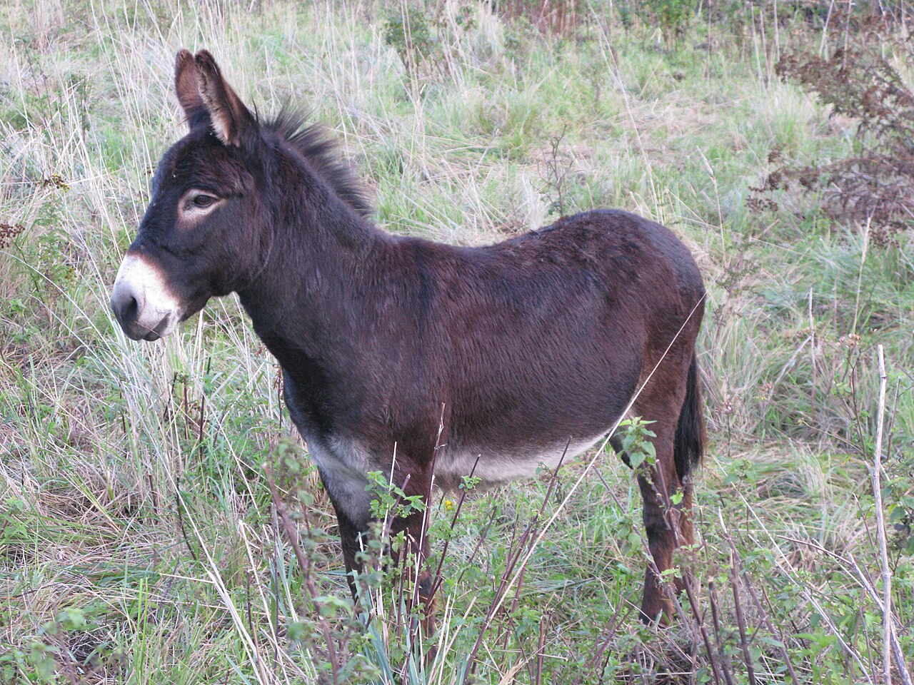 Pyrenean donkey