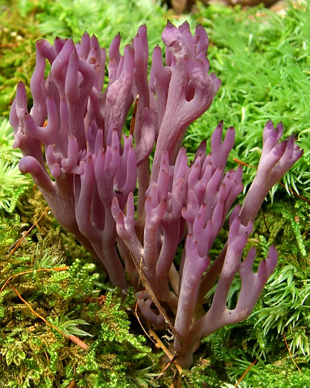 Clavulina amethystina