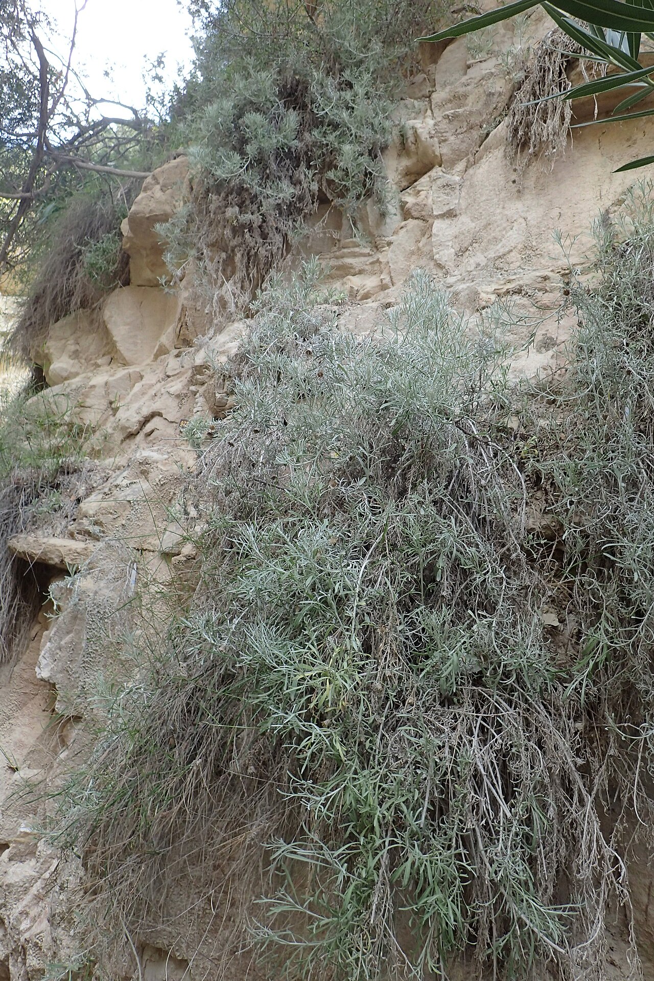 Centaurea akamantis