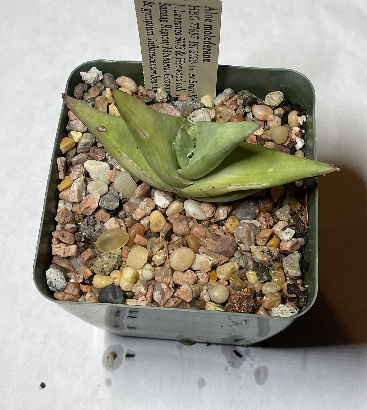 Aloe molederana