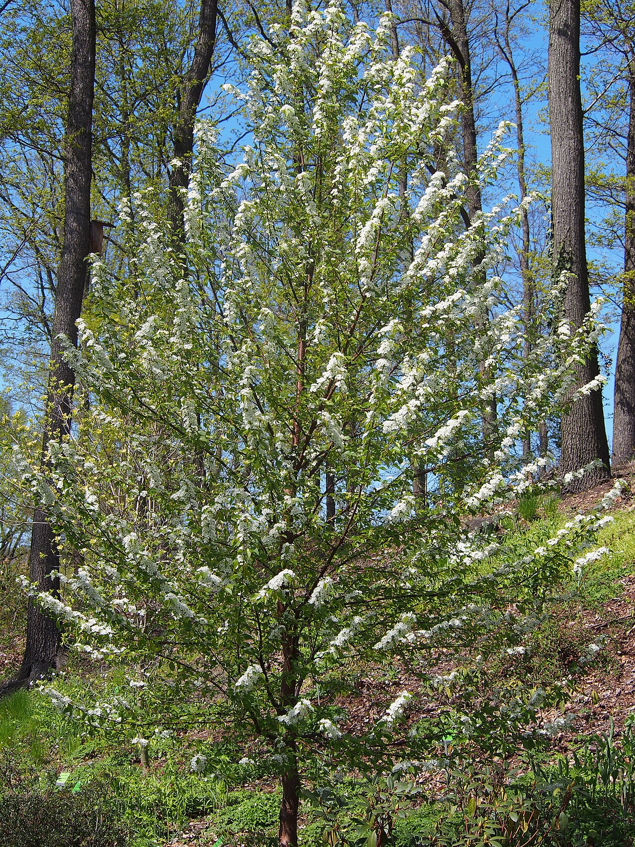 Bird cherry