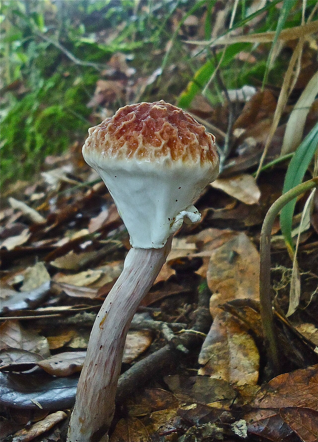 Boletellus singerii