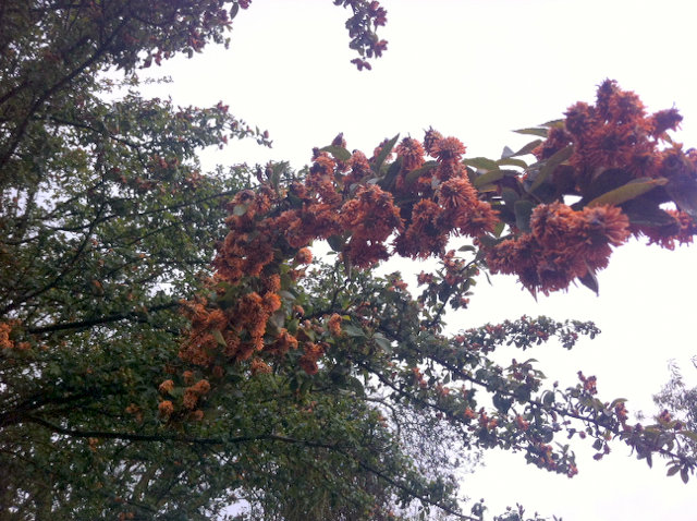 Gymnosporangium globosum
