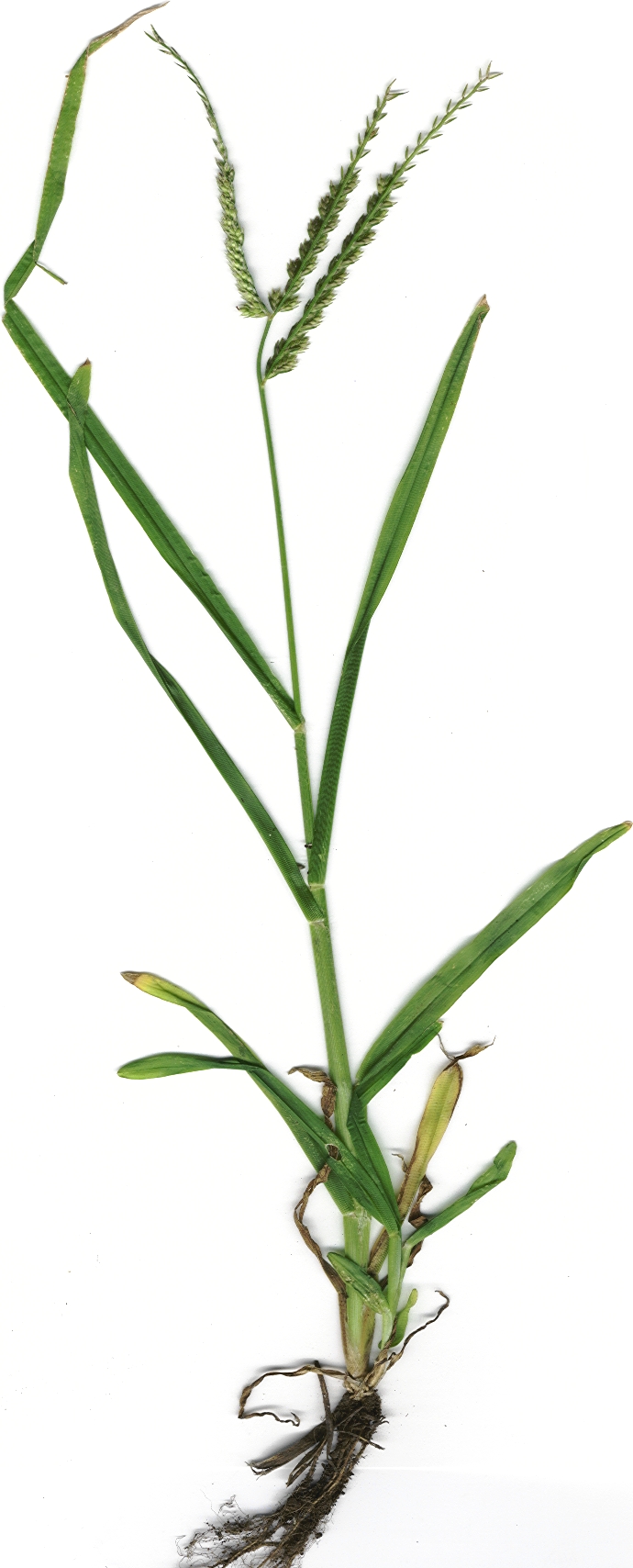 Eleusine indica