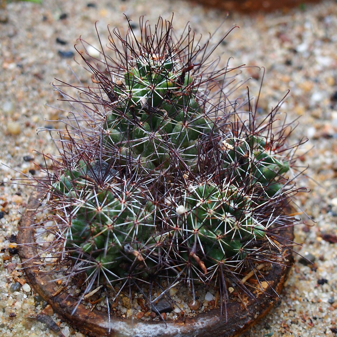 Coryphantha odorata