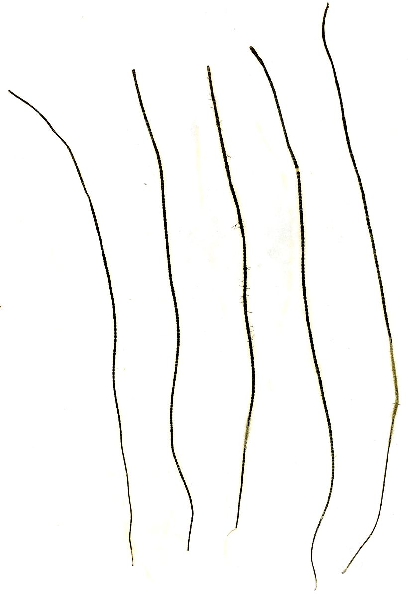 Chaetomorpha melagonium