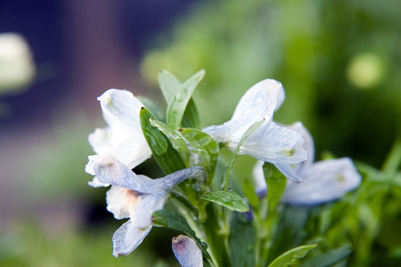 Delphinium grandiflorum