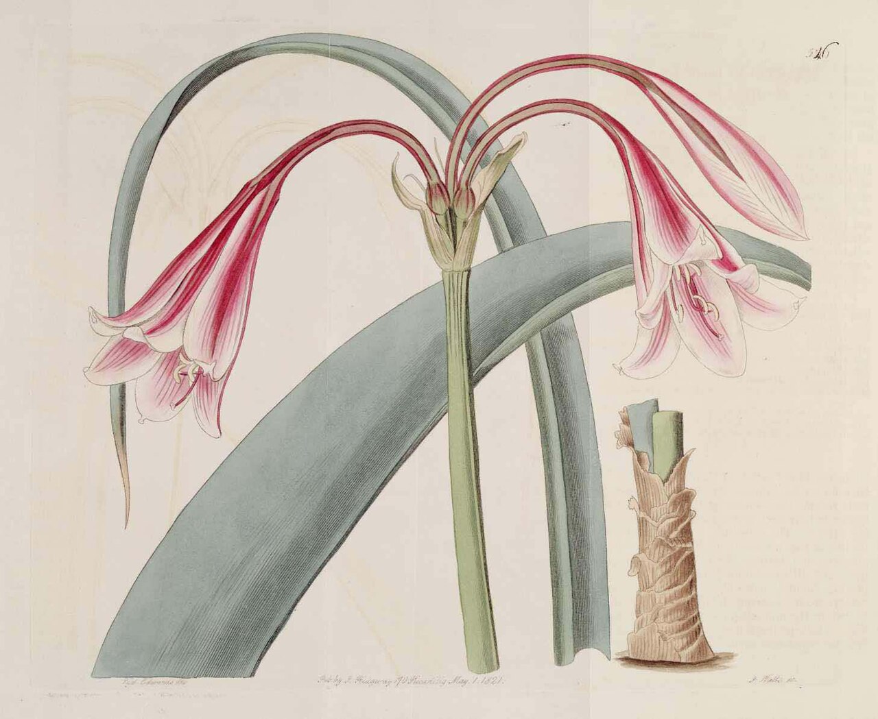 Crinum bulbispermum