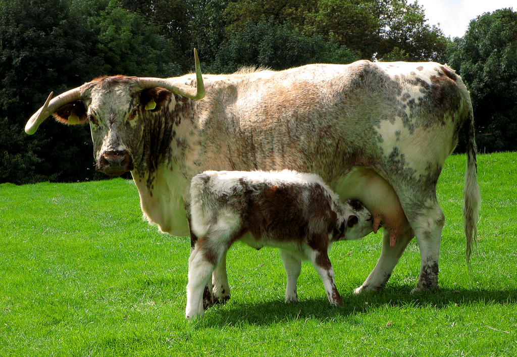 English Longhorn