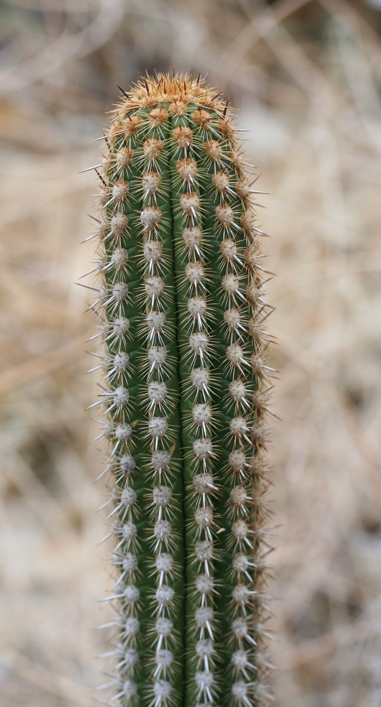 Haageocereus pseudomelanostele