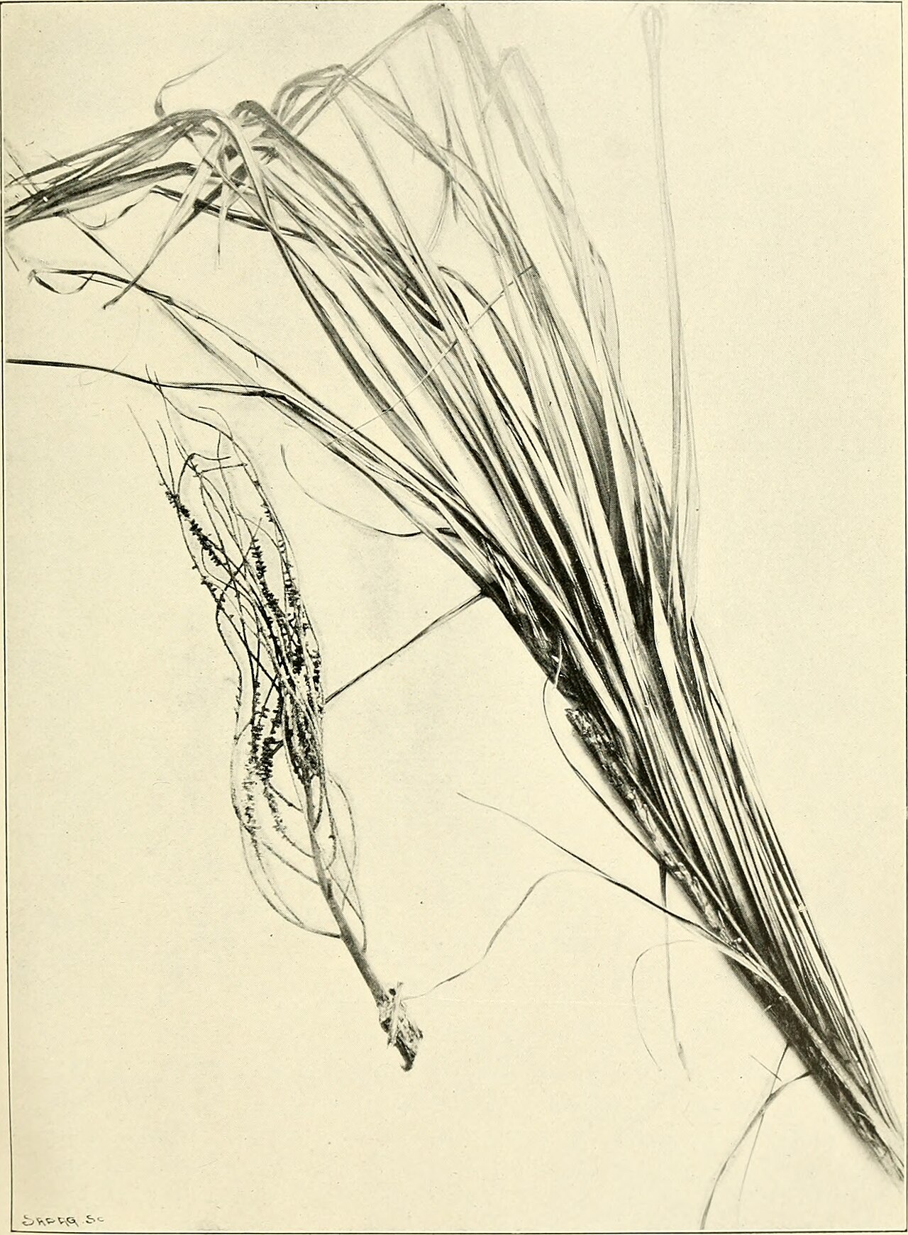 Dypsis mananjarensis
