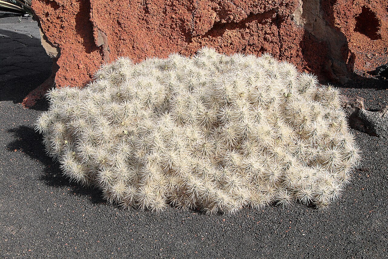 Cylindropuntia tunicata