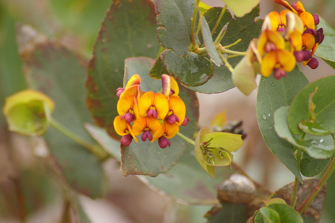 Daviesia cordata