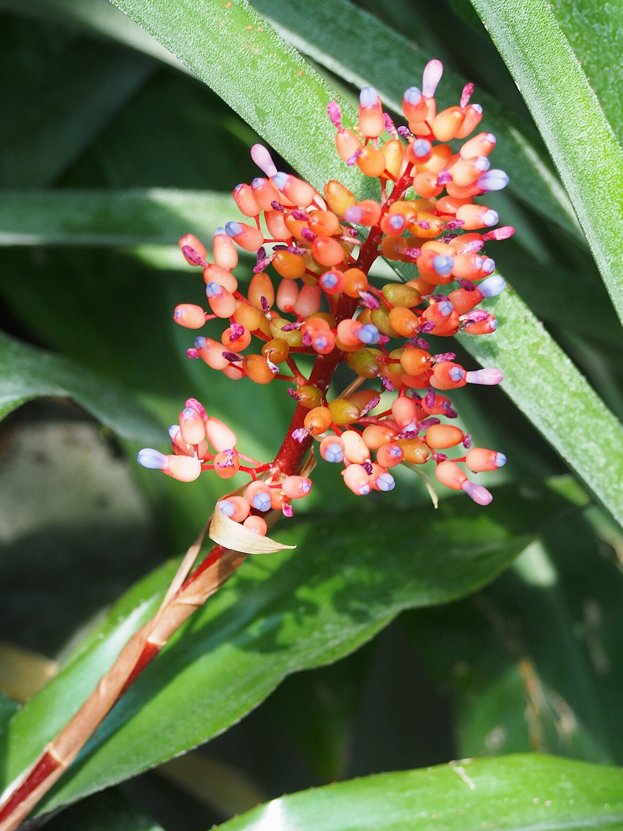 Aechmea miniata