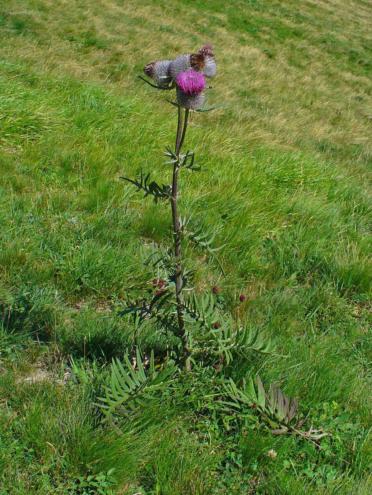 Cirsium eriophorum