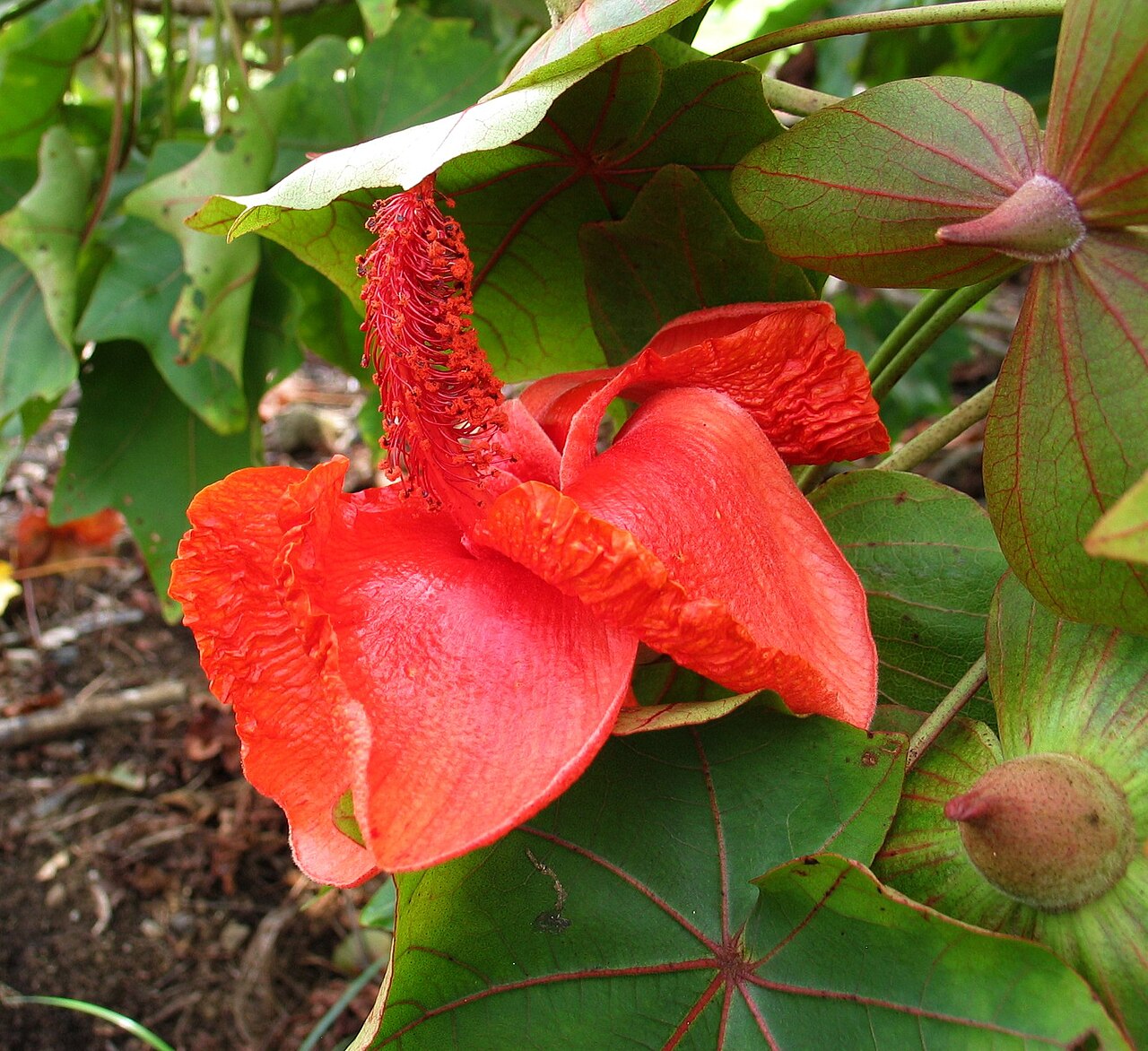 Kokia drynarioides