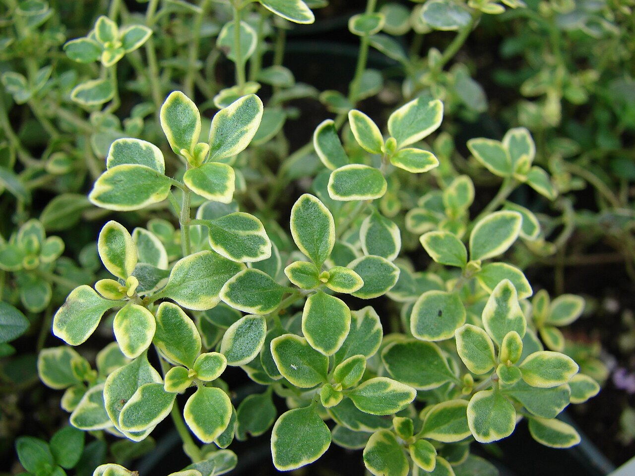 Thymus ×citriodorus