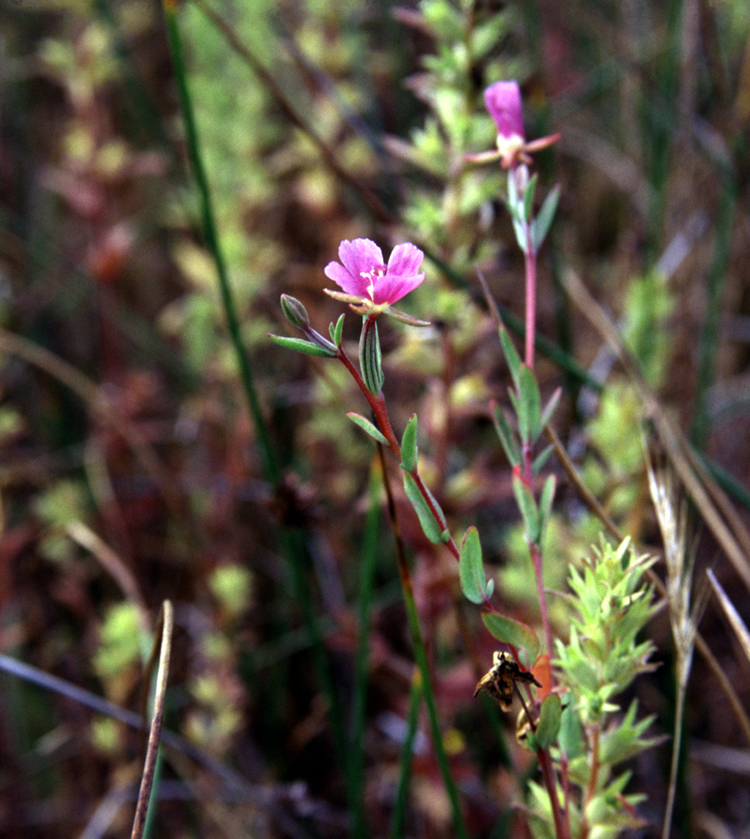 Clarkia purpurea