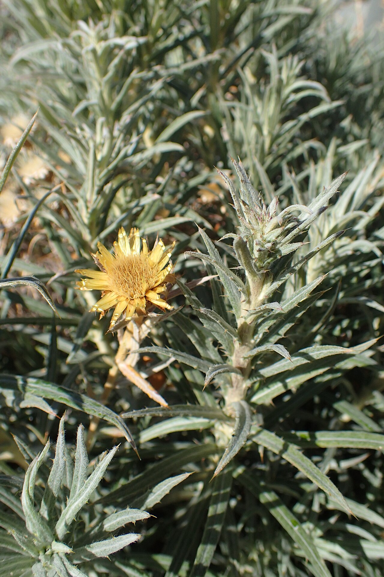 Carlina xeranthemoides