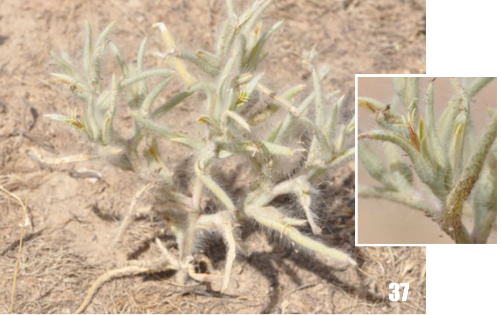 Halimocnemis mollissima