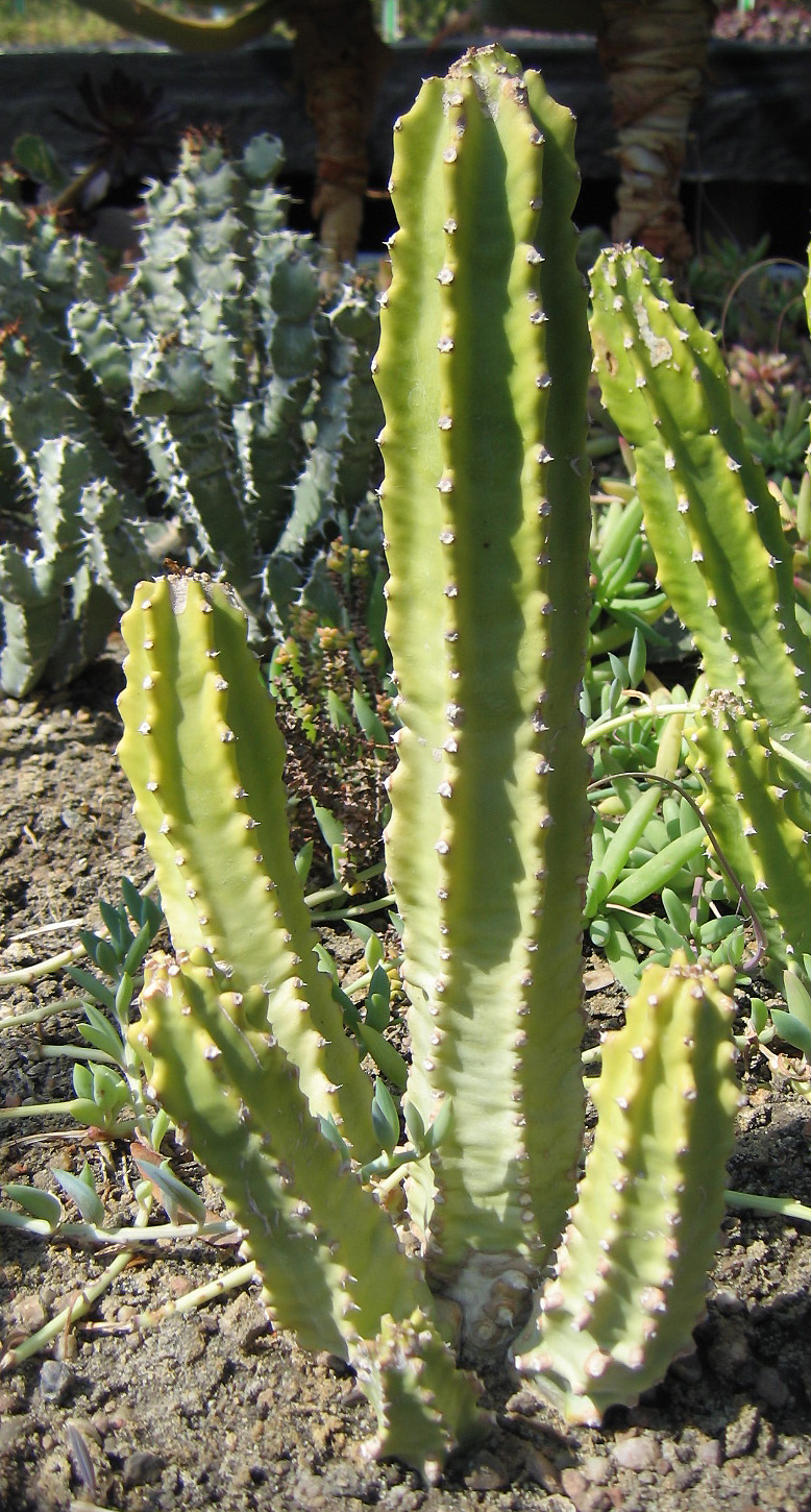 Euphorbia royleana