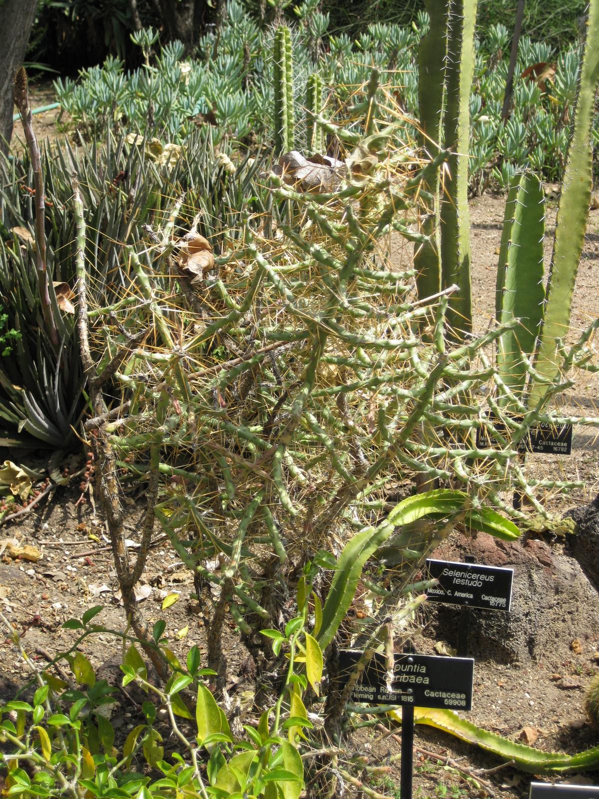 Cylindropuntia caribaea