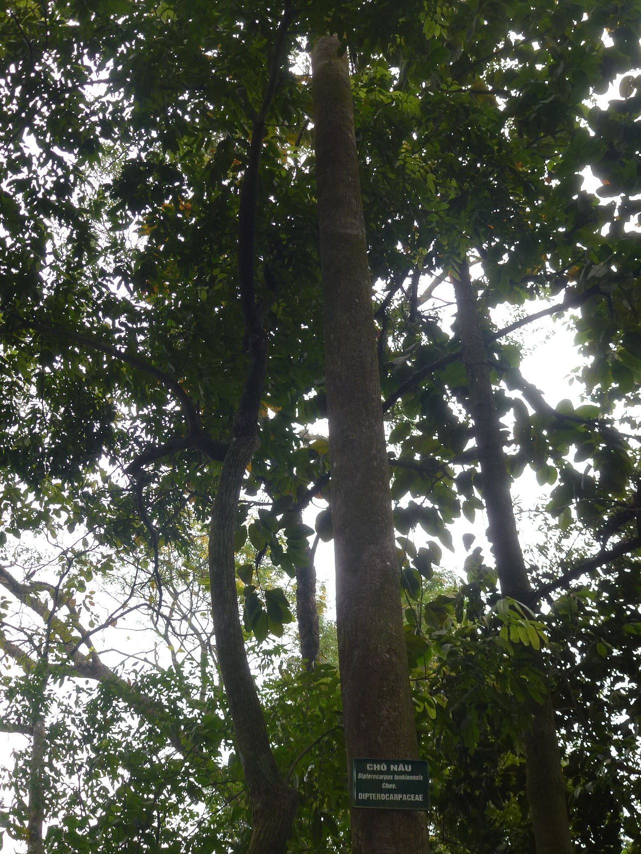 Dipterocarpus retusus