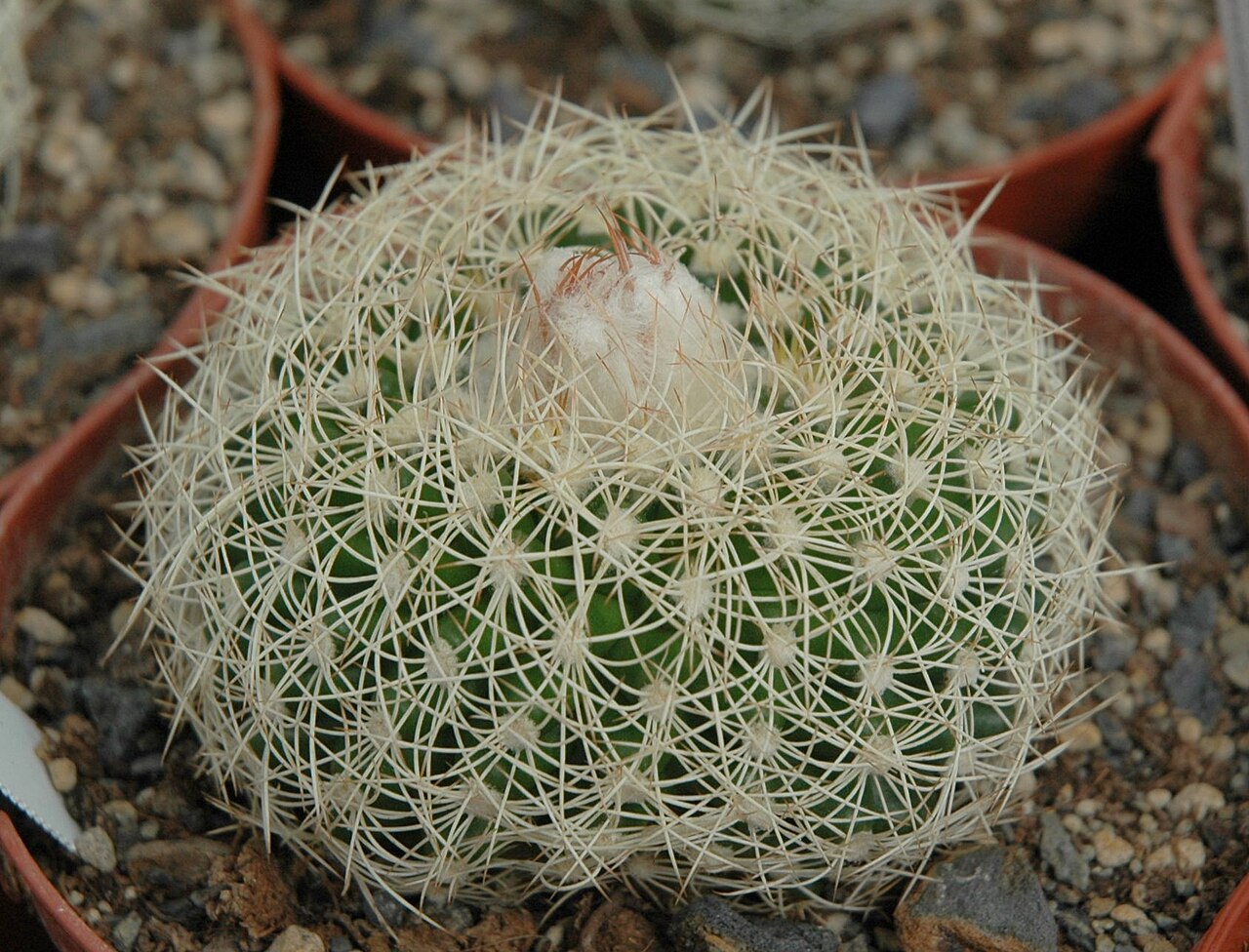 Discocactus zehntneri