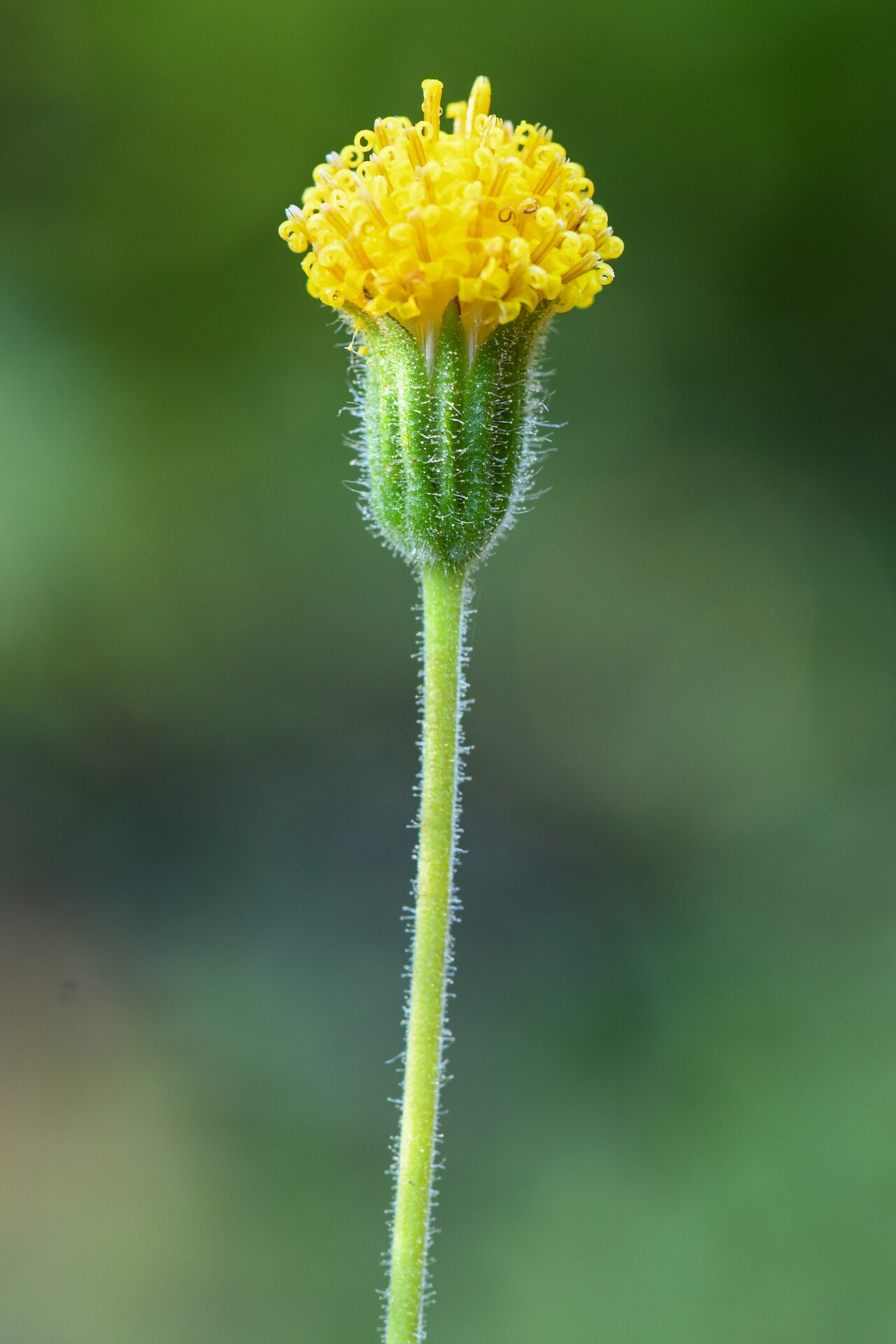 Arnica spathulata