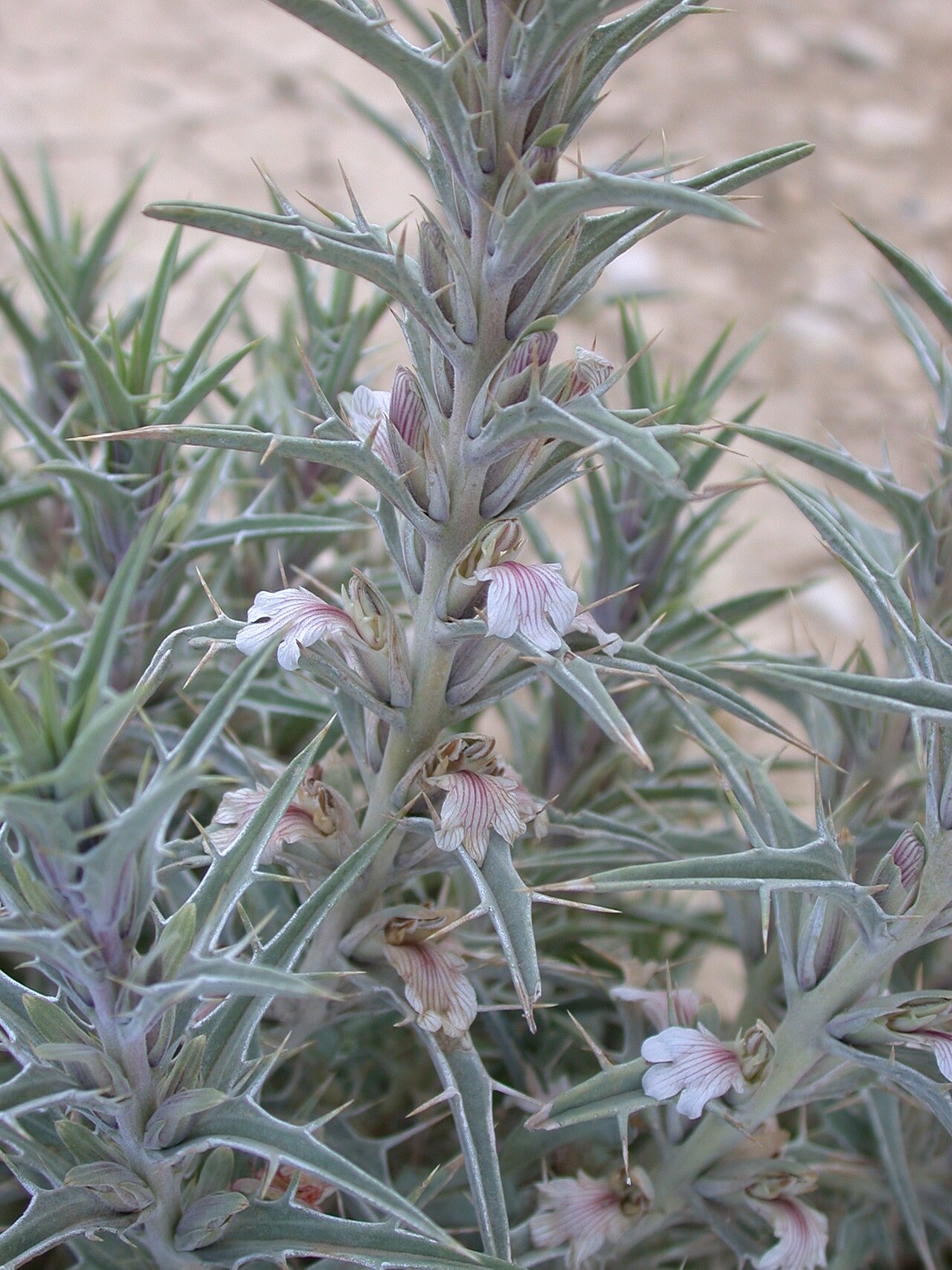 Blepharis attenuata