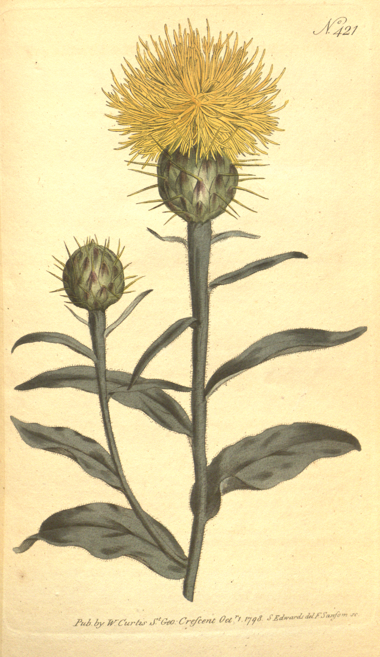 Centaurea aurea