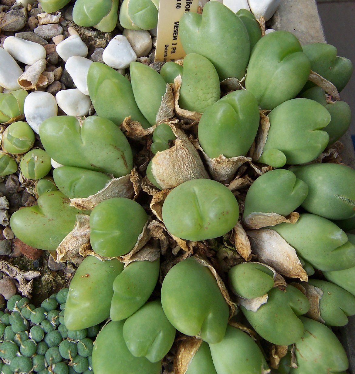 Gibbaeum nuciforme