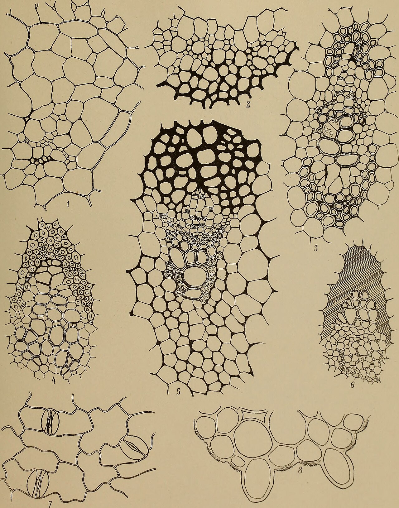 Eremurus spectabilis