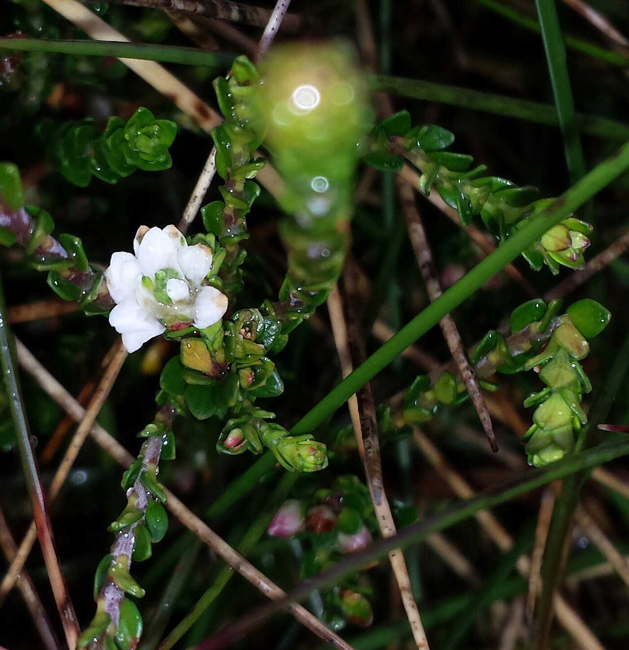 Epacris celata