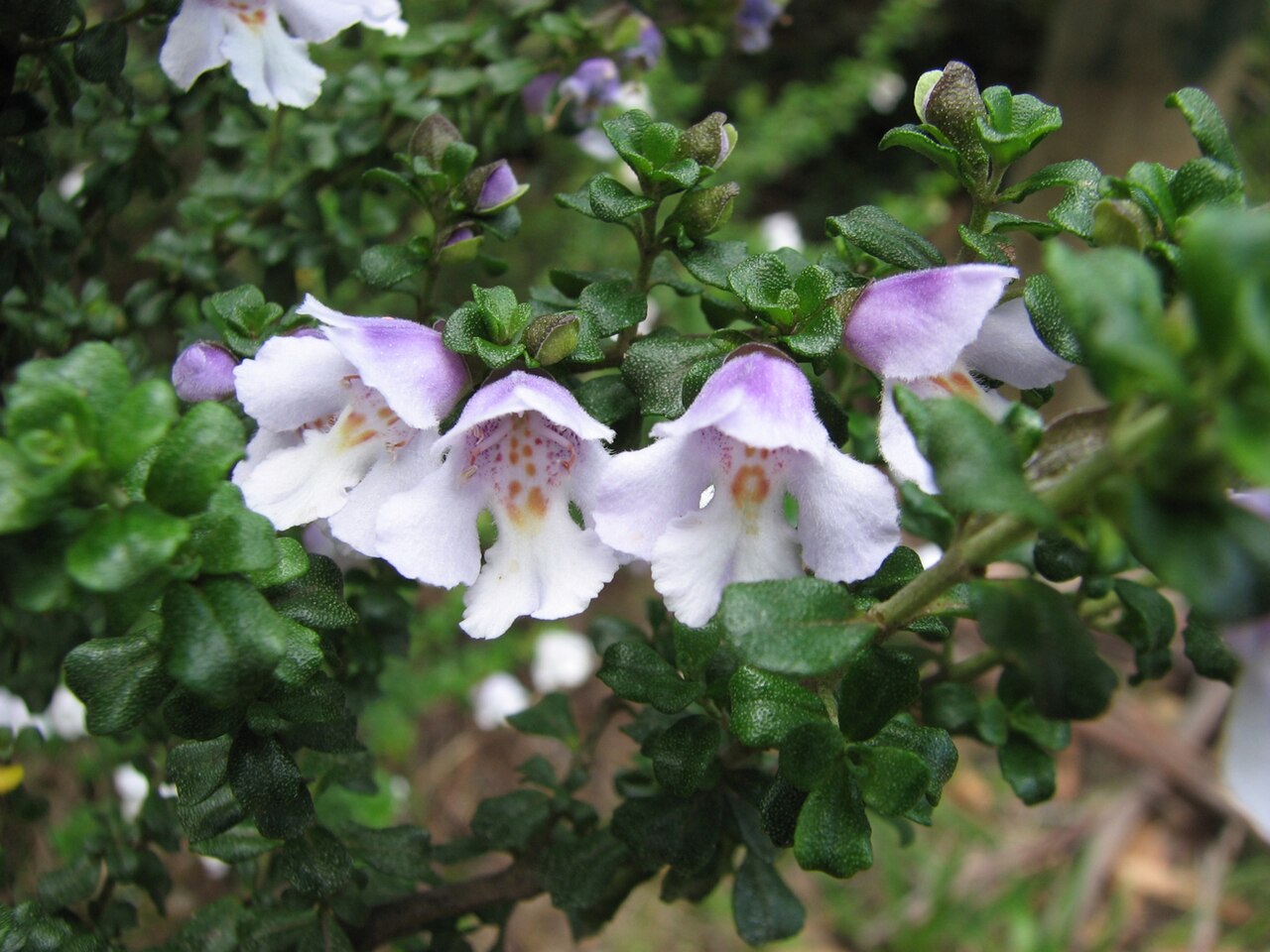 Prostanthera cuneata