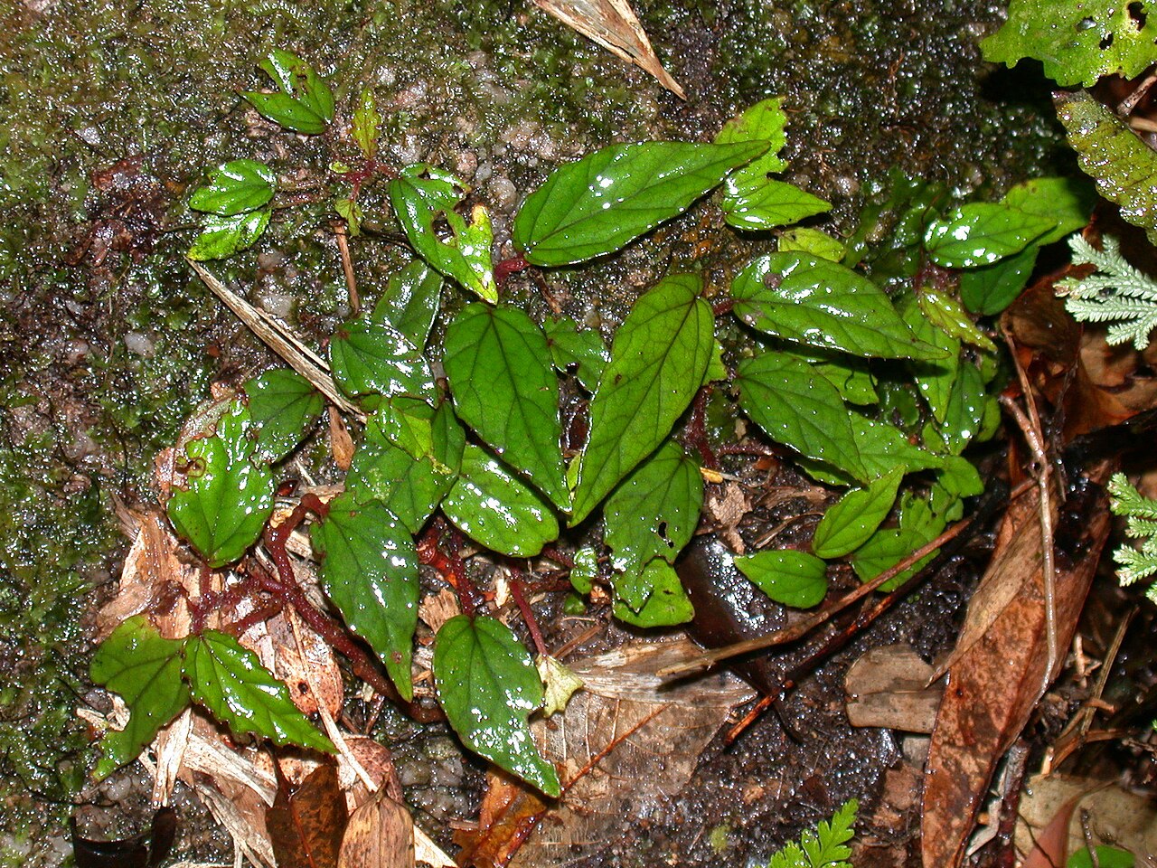 Begonia hainanensis