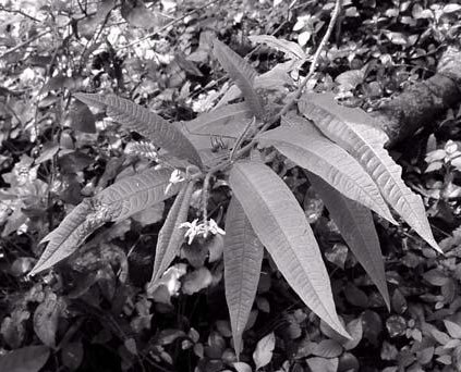 Solanum ensifolium