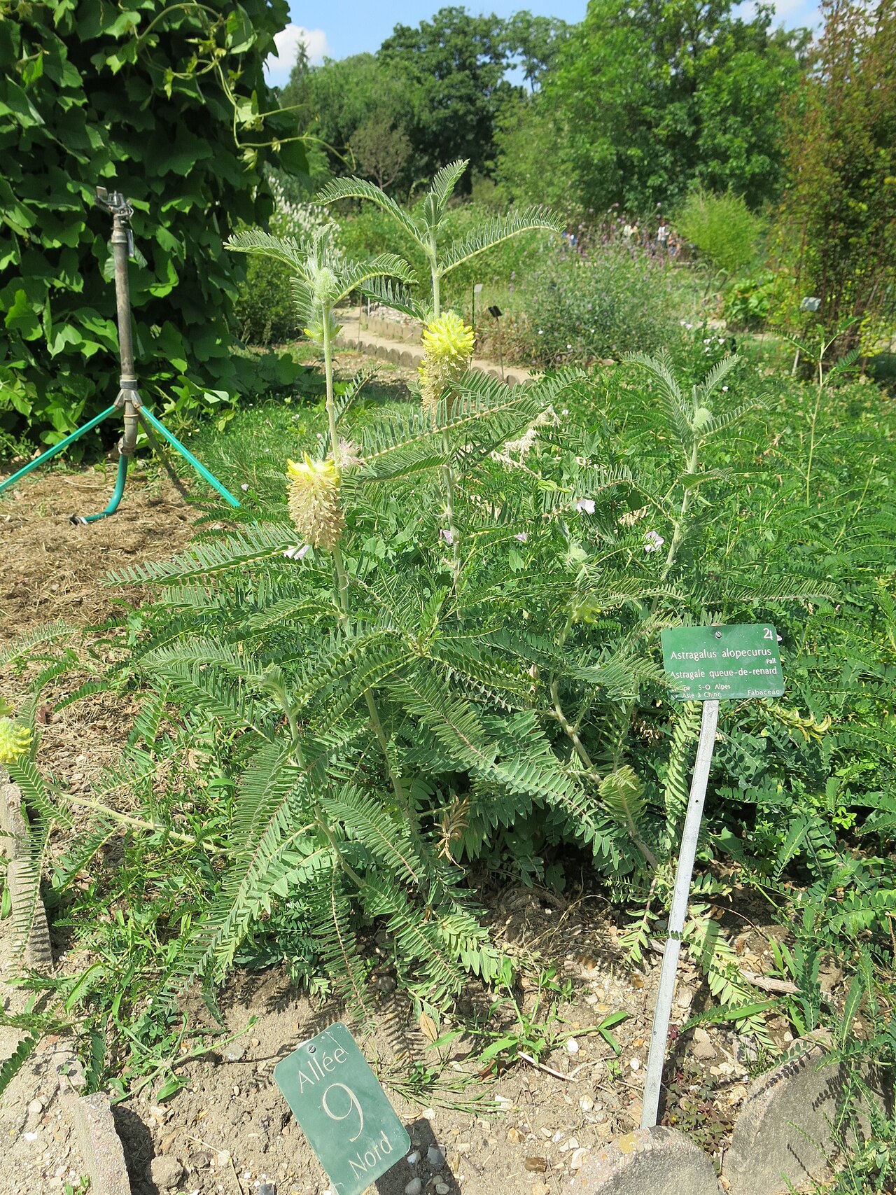 Astragalus alopecurus