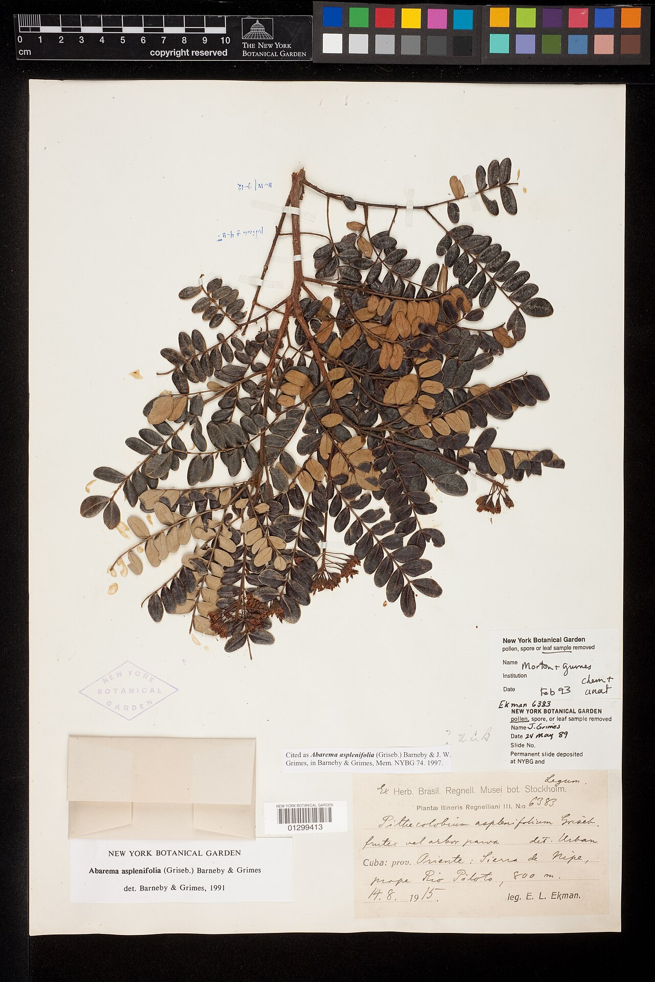 Abarema aspleniifolia