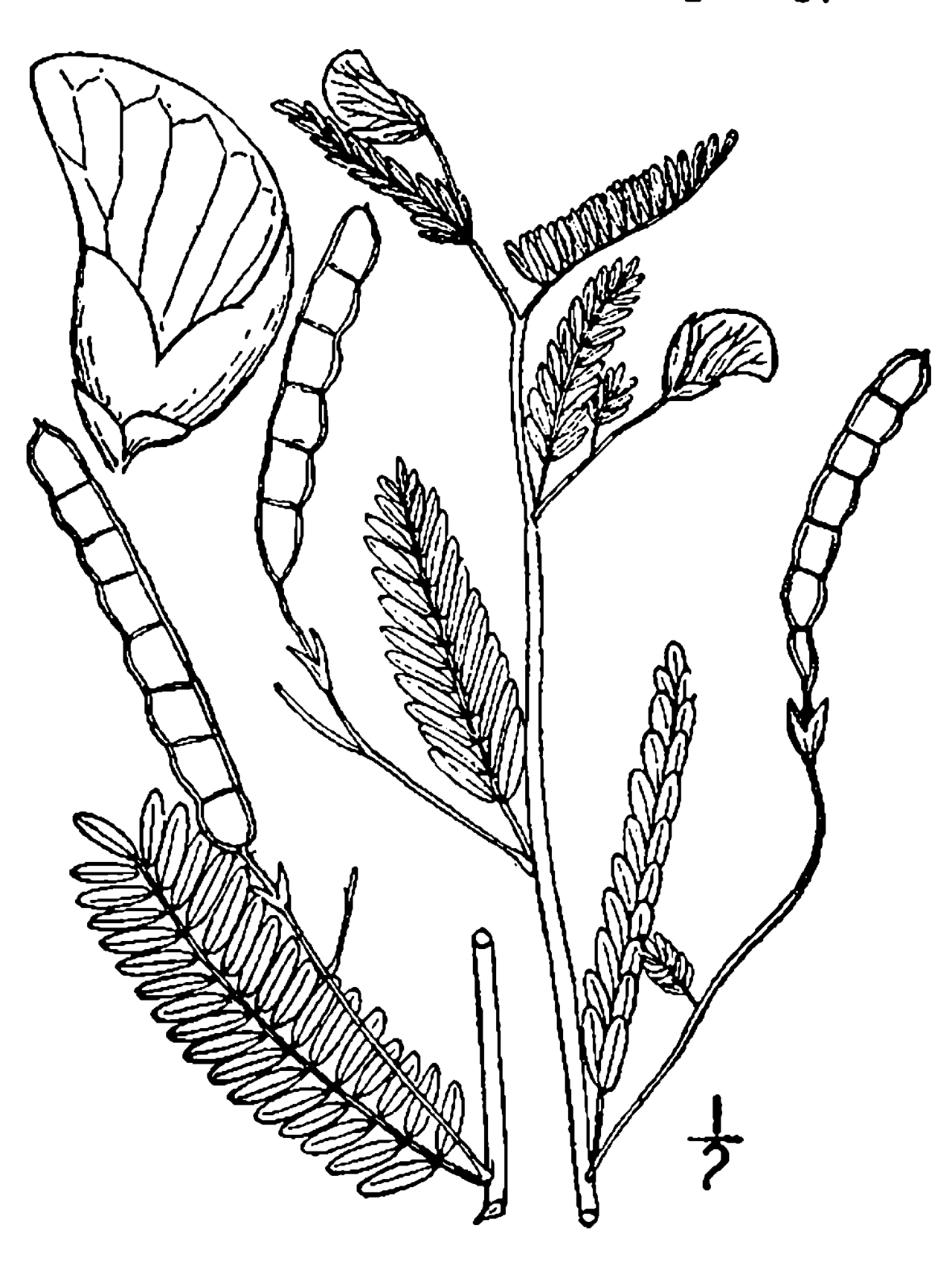 Aeschynomene virginica