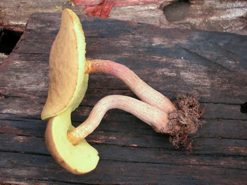 Boletellus piakaii