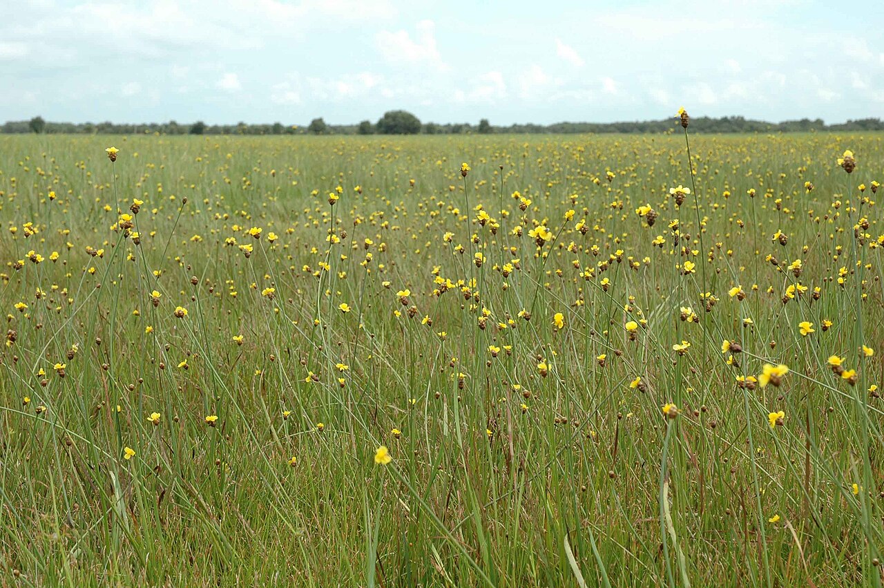 Eleocharis atropurpurea