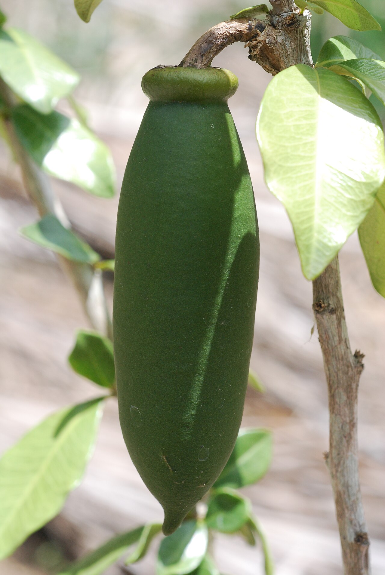 Crescentia portoricensis