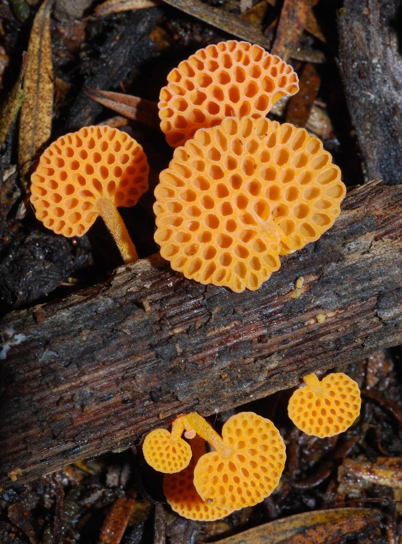 Orange pore fungus