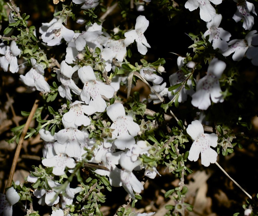 Hemigenia scabra