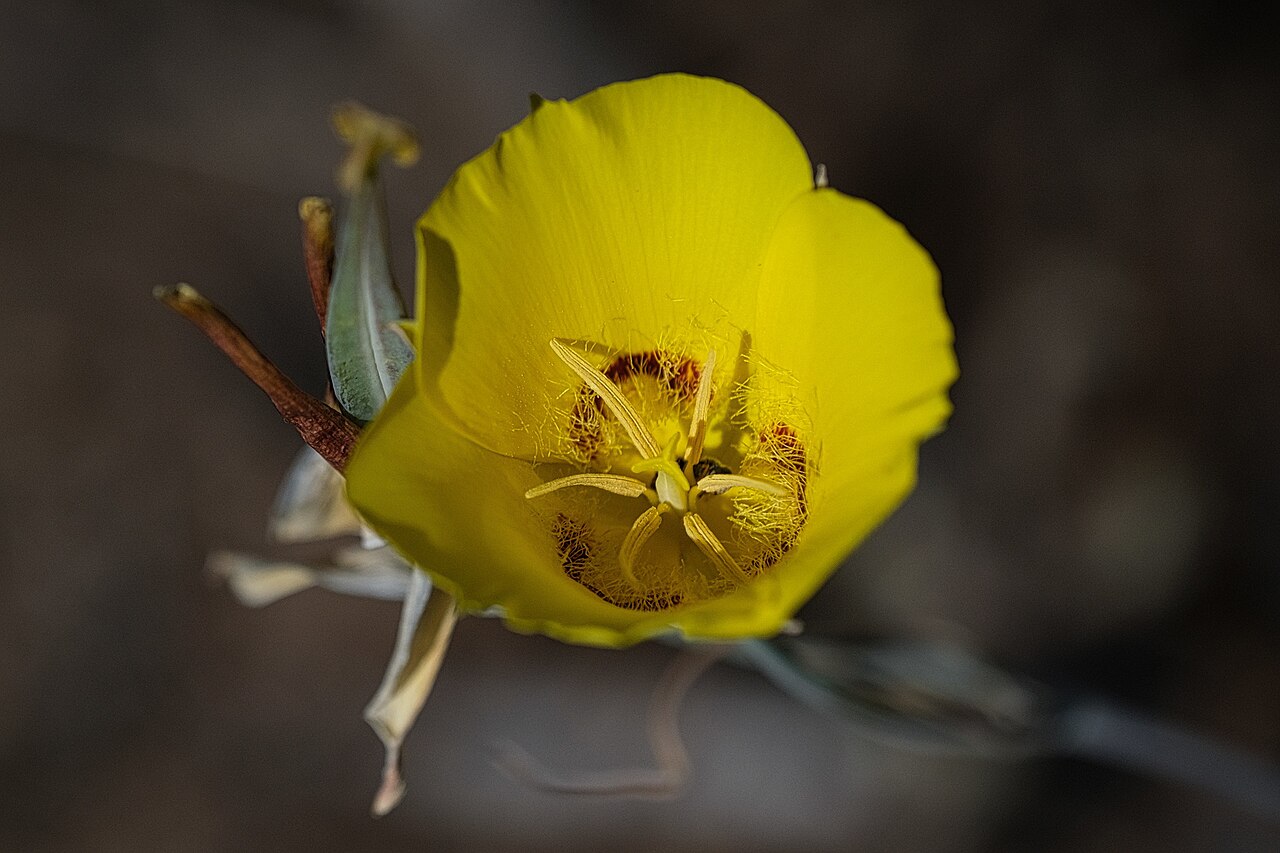 Calochortus concolor