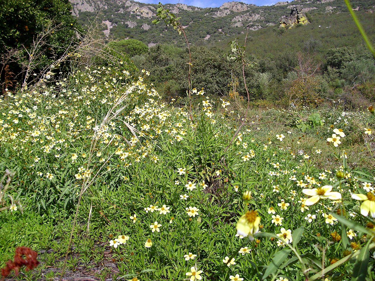 Bidens aurea